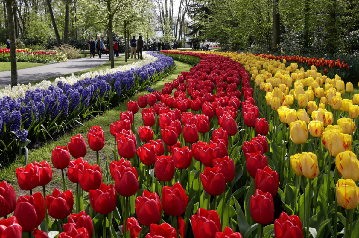 Keukenhof  – Zahrada holandských tulipánů